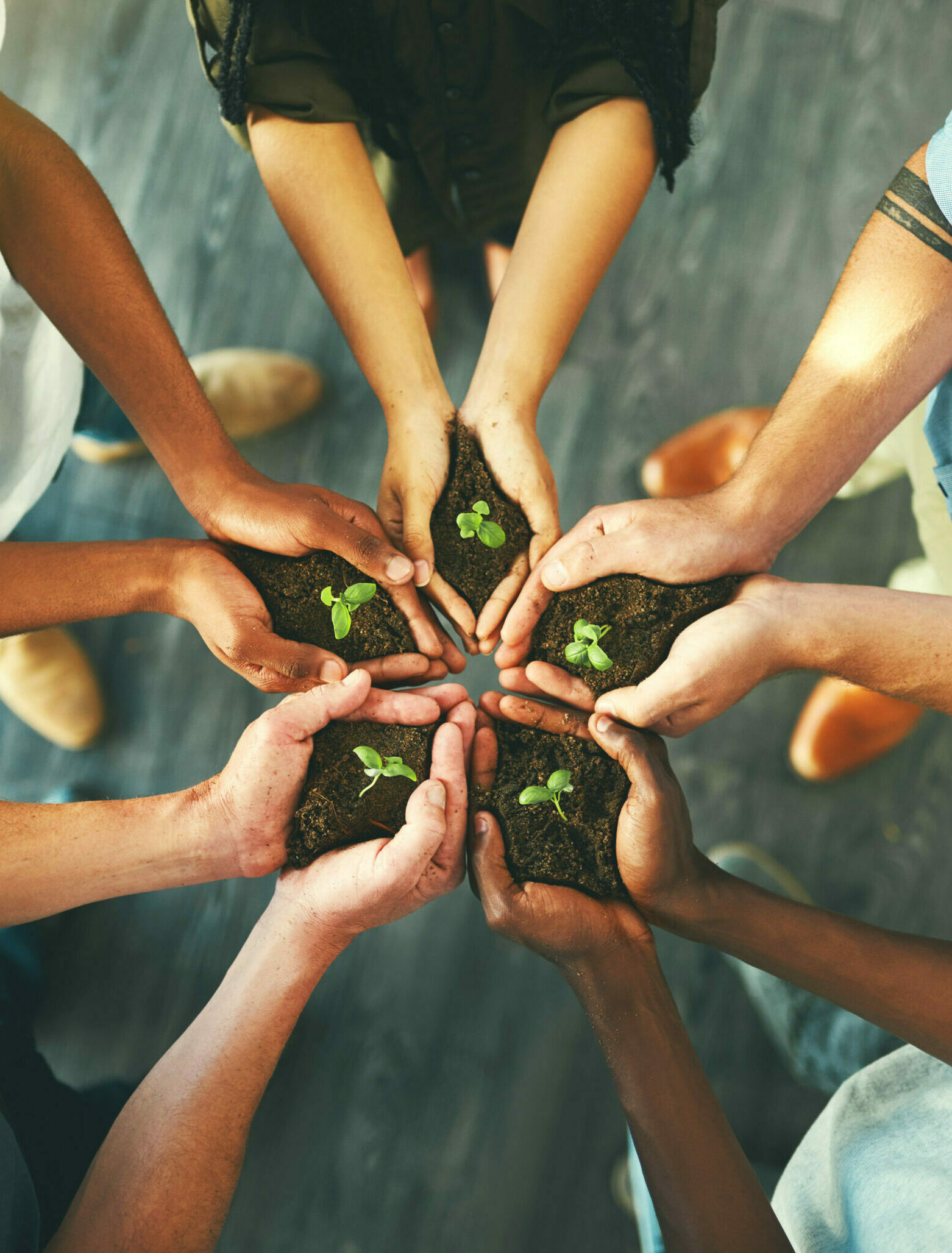 Corporate Social Responsibility Image - Hands nurturing baby trees in soil, symbolizing environmental care and CSR.