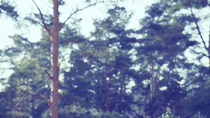 Forest trees in soft daylight, symbolising CRYOPDP’s alignment with nature and sustainable logistics.