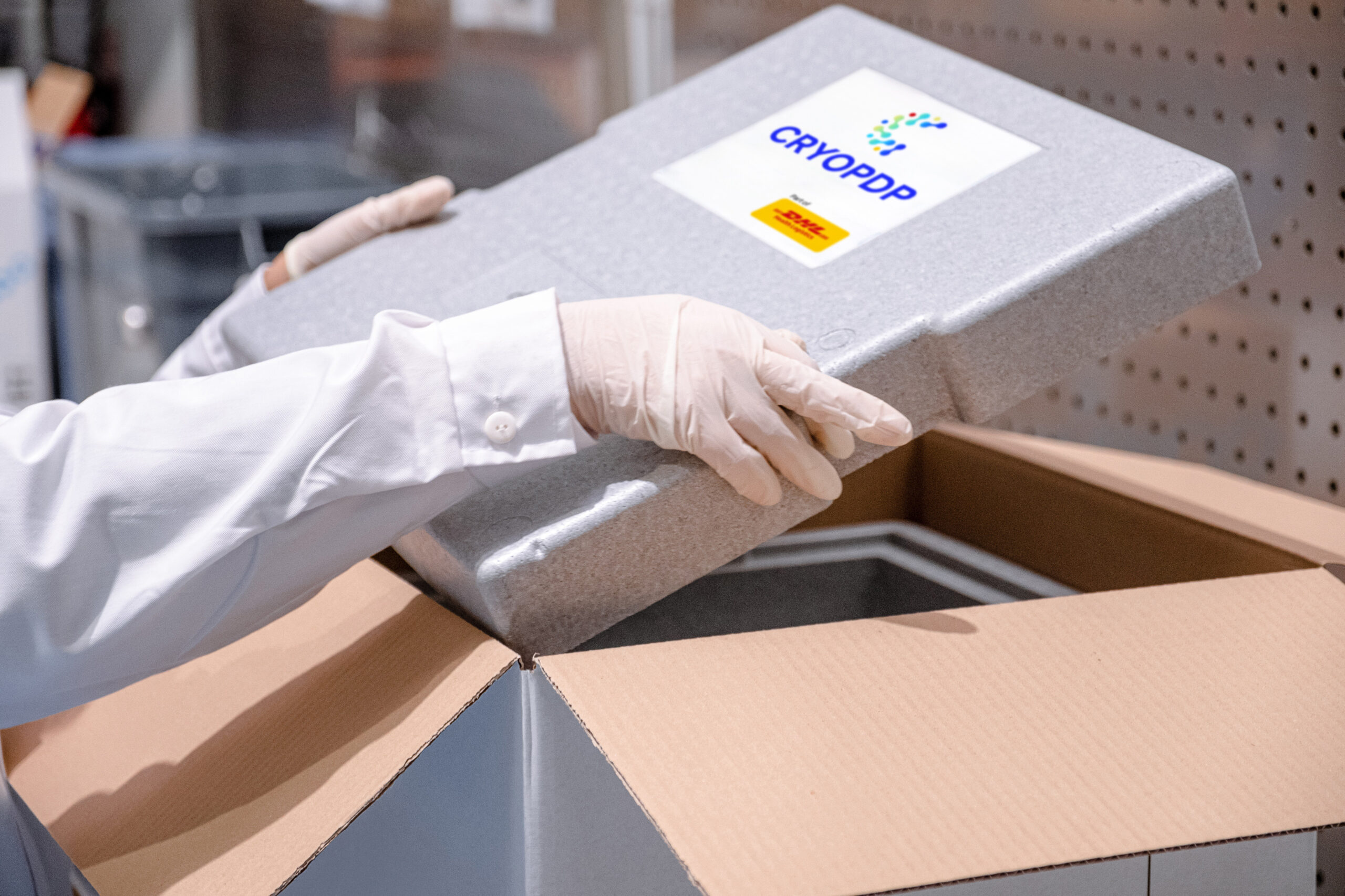 Lab technician placing an insulated CRYOPDP container into a cardboard shipper for temperature-controlled logistics